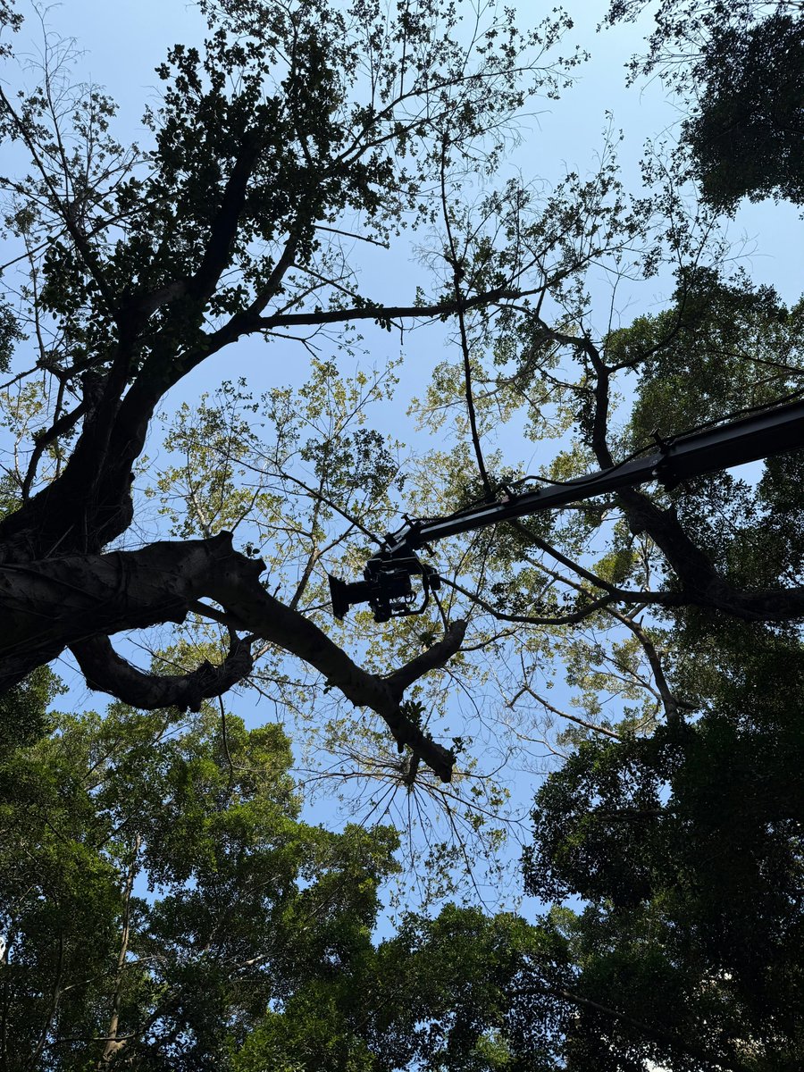 _dscheng's tweet image. 🍃🍃