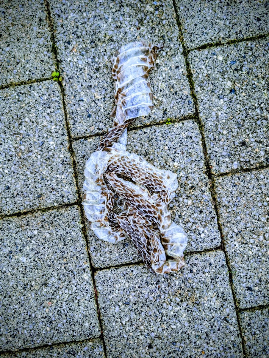 Nick De Marco KC tweet media