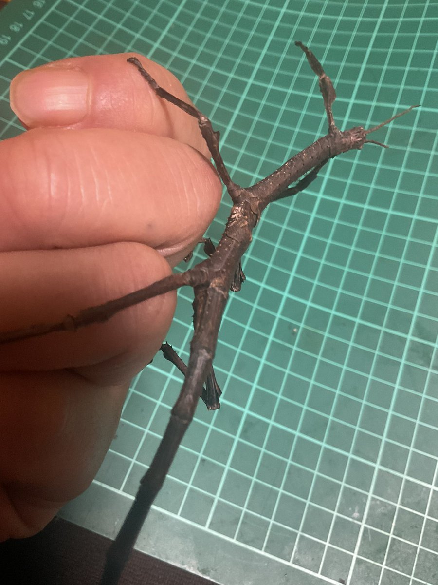 hajitan06211's tweet photo. Achrioptera manga
アクリオプテラマンガ
脱皮してましたね〜
まだ羽化してないです💦
#アクリオプテラマンガ #ナナフシ #AchriopteraManga #StickInsect #Phasmid #Phasmatidae https://t.co/hHLrvCXMBk