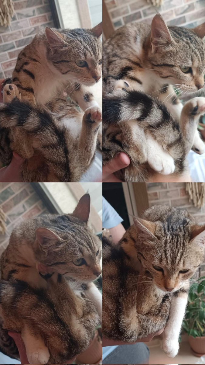 Adı: Mumu
4 aylık
Cinsiyet dişi 
Yer bursa Gemlik 
Çok sıcak kanlıdır hayvanlarla iletişimi iyidir sevgi dolu bir hayvandır kızımıza ömürlük bir yuva arıyoruz takip şartıyla sahiplendirilicektir iletişim telefon numarası 
 05353556293
Instagram @denizdengelenorgu