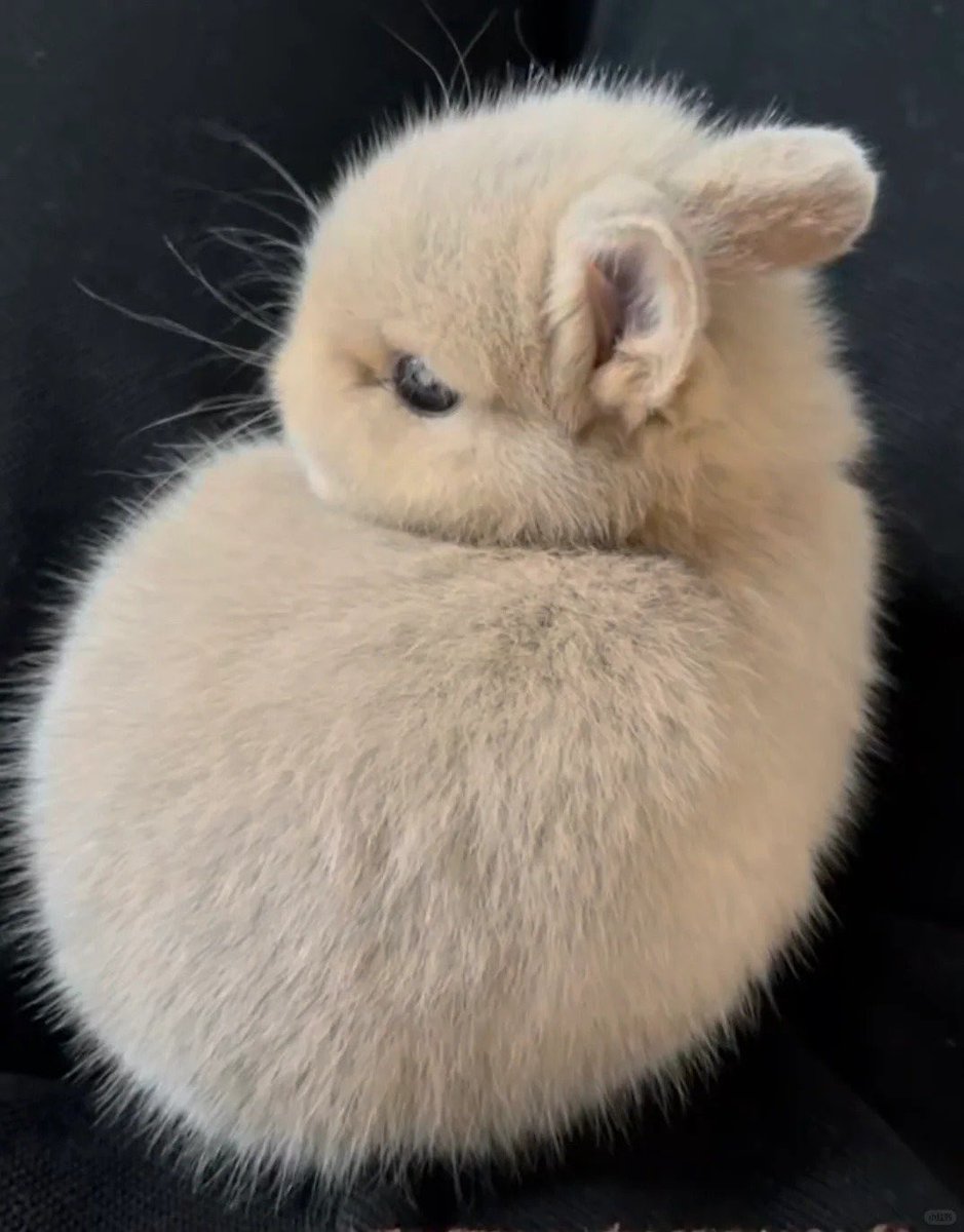 Why you should have a rabbit (@shouldhaverabit) on Twitter photo 