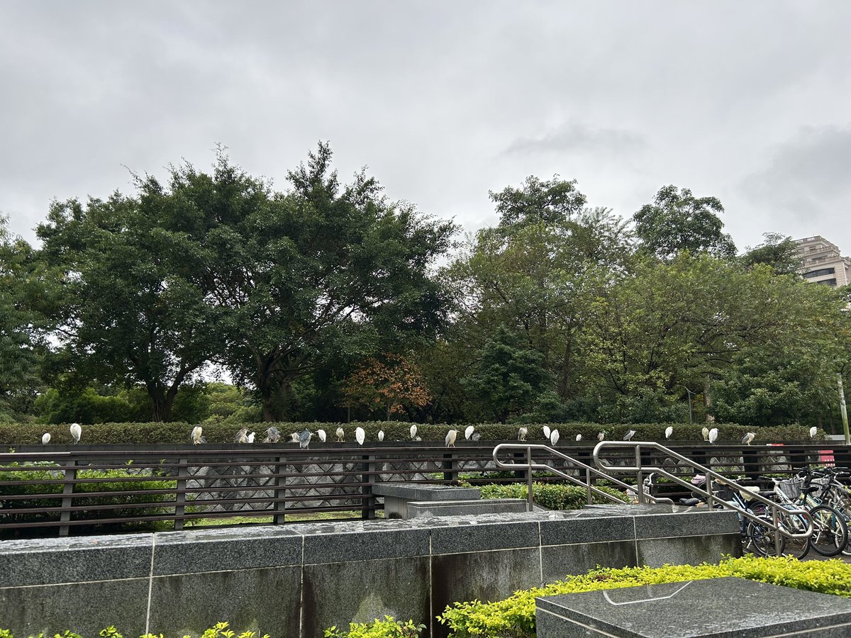 早上經過還以為是裝置藝術😌