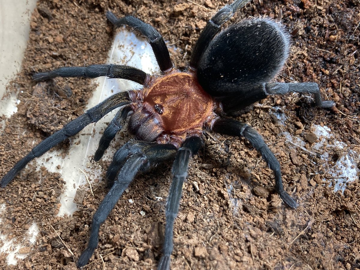 さっちゃん🐛🦂🕷 (@BugsLife3939) / Posts / X