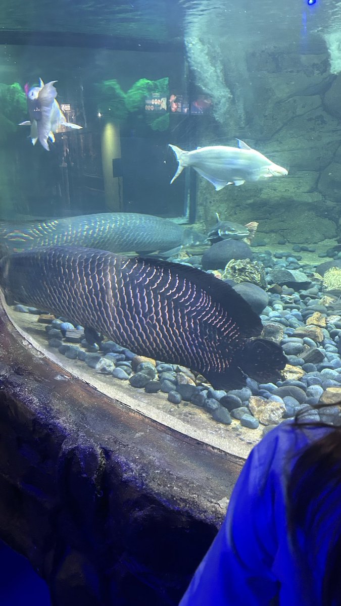 HNMNTX's tweet photo. Jauh-jauh ke jakarta lihat ikan🤦‍♂️ https://t.co/OtVeBgMmAw