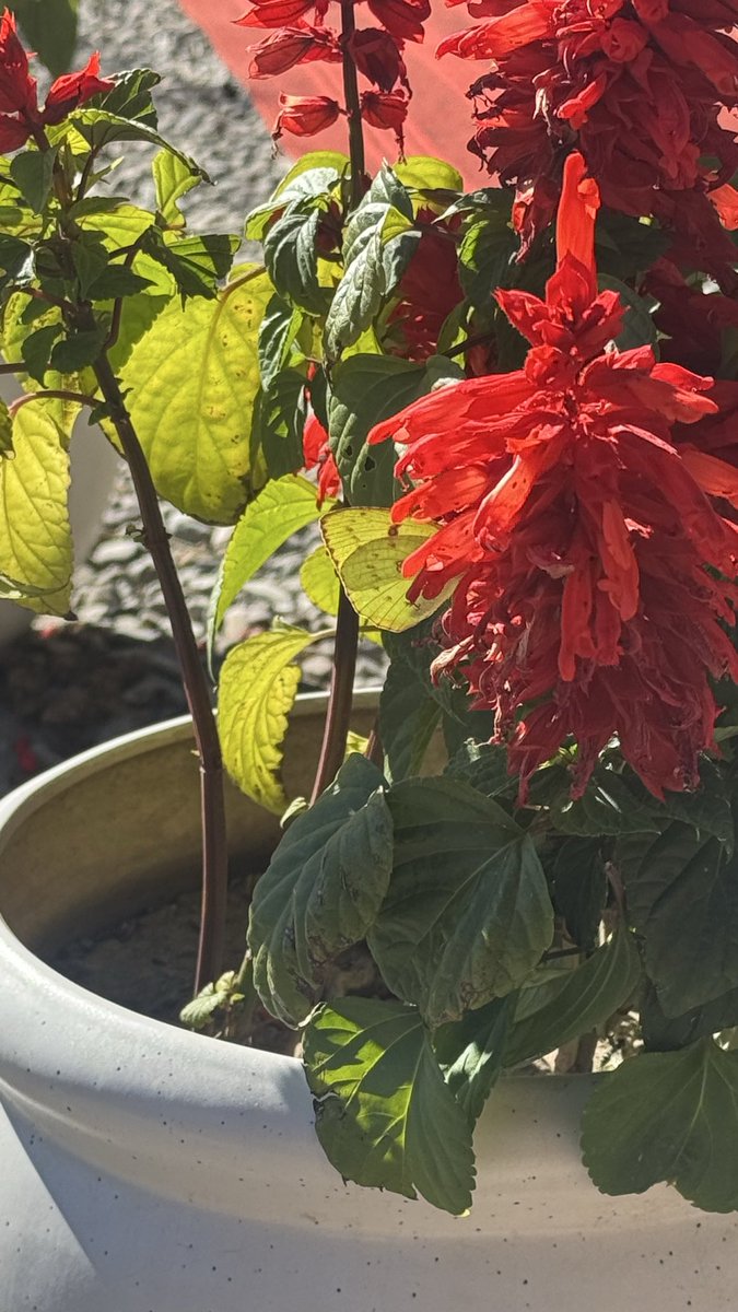 Janhavi Prasada | जाह्नवी प्रसाद tweet media