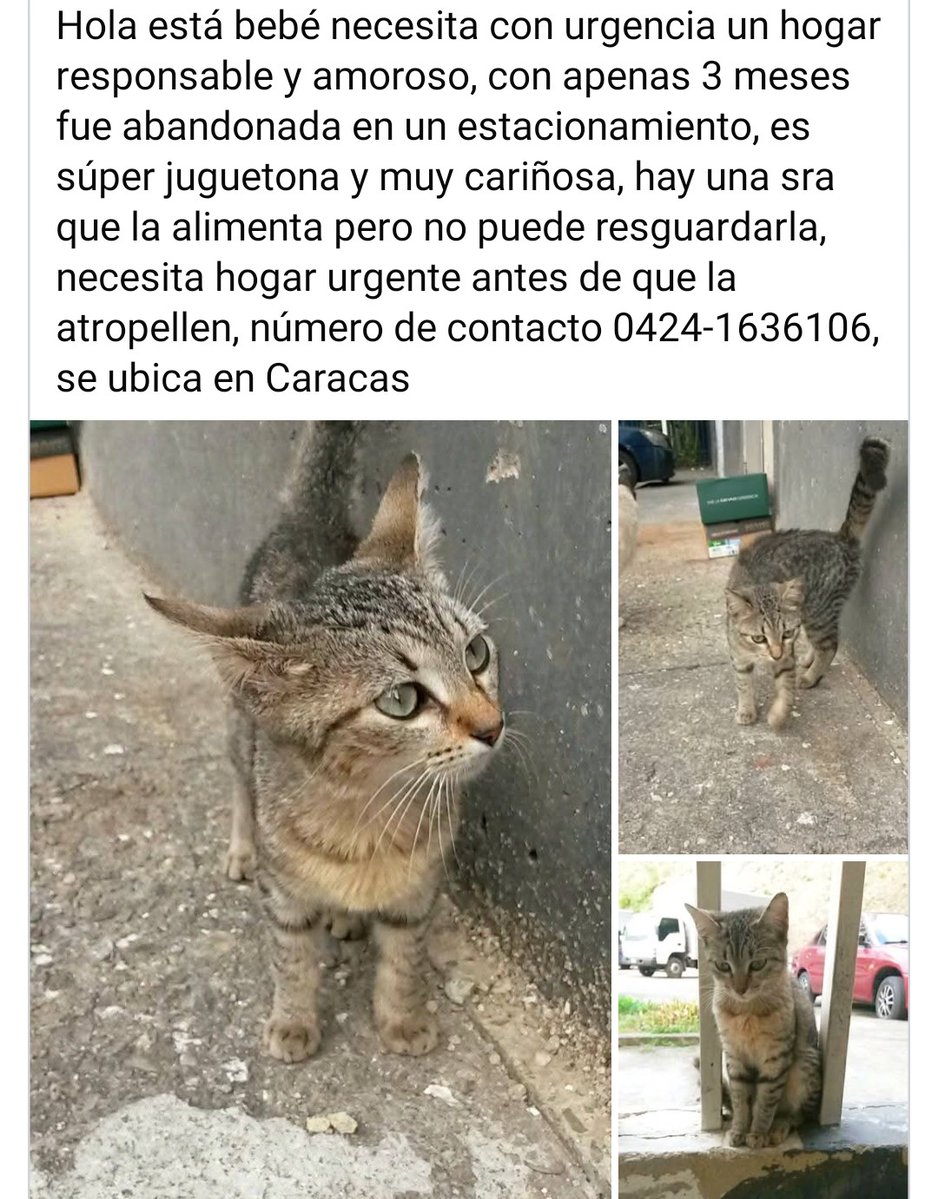 PerroUsuario's tweet image. Busca un hogar responsable