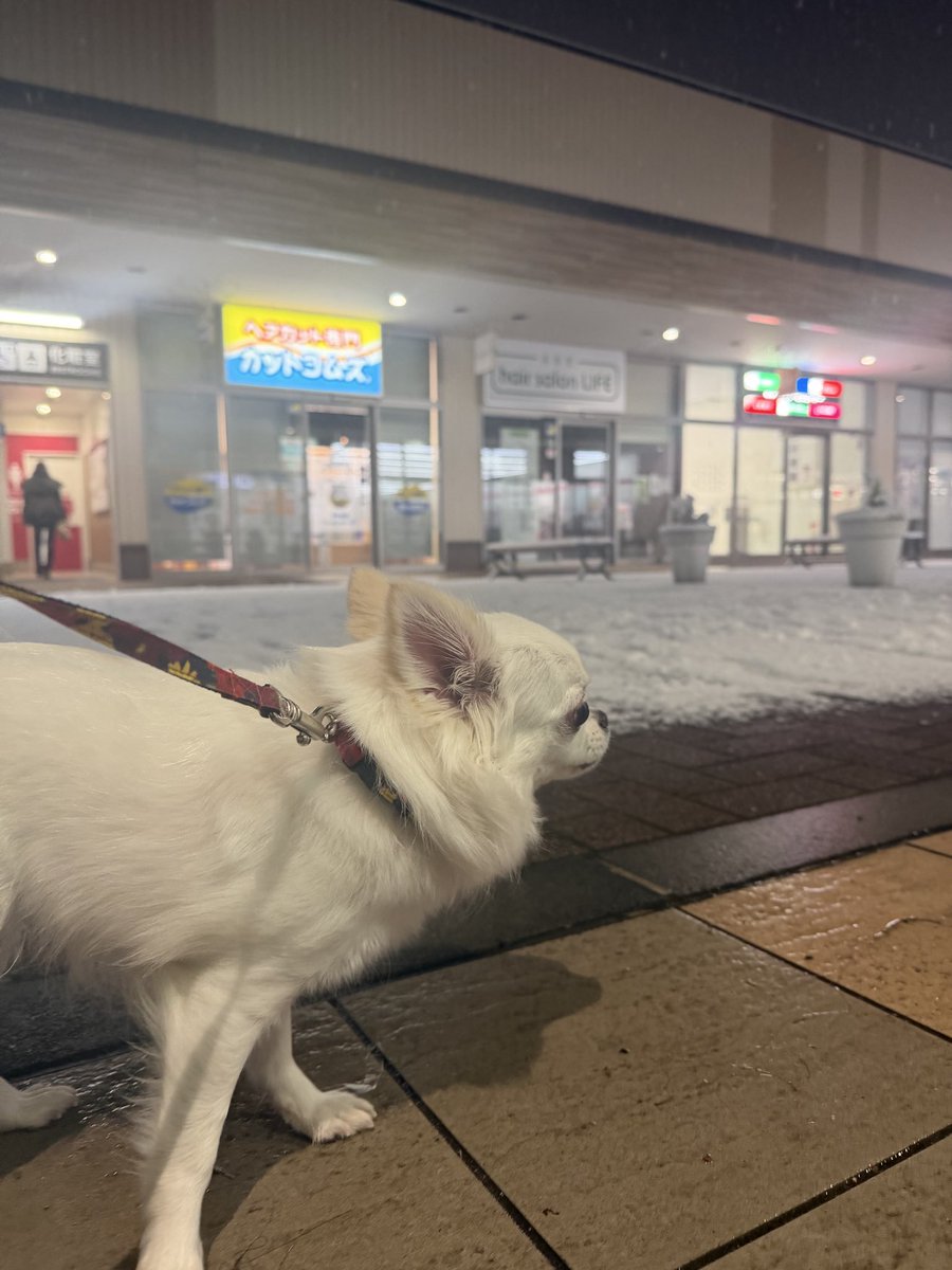 tacmactacmac's tweet photo. 一晩明けての積雪は20センチ強でした😌
この後も大雪になりませんように
写真は昨日夕方のショッピングモール
#チワワ 
#Chihuahua https://t.co/LOwJUmG9lX