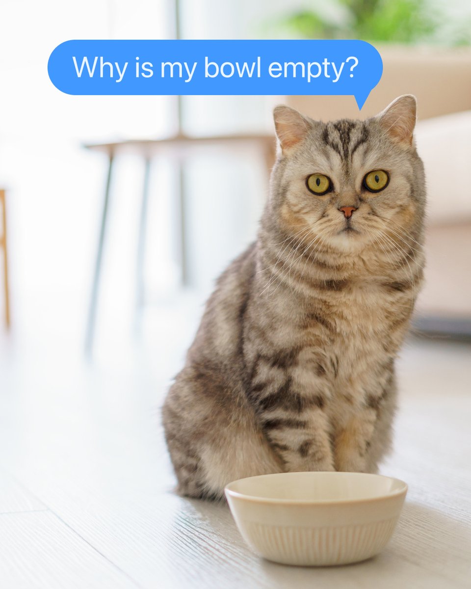 HelloBoxiecat's tweet image. If your cat could talk, what questions would they ask? 🤔