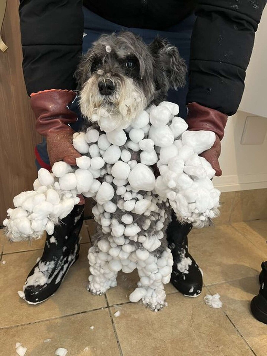 1000RP：【すごい】全身雪玉だらけ！ 北海道で犬が全力で遊んだ姿に13