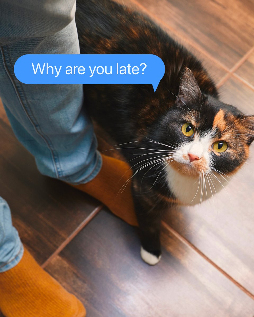 HelloBoxiecat's tweet image. If your cat could talk, what questions would they ask? 🤔