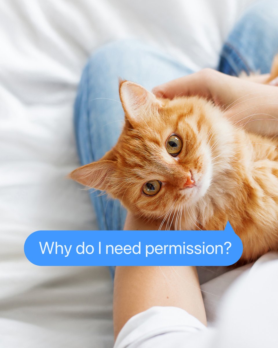 HelloBoxiecat's tweet image. If your cat could talk, what questions would they ask? 🤔