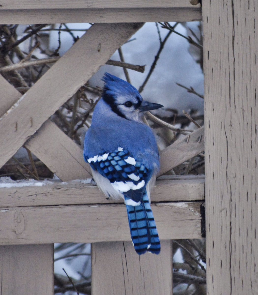 DrummerBoy2112's tweet image. A bright and beautiful blue jay sitting in a railing.
#pei #nature #birdphotography