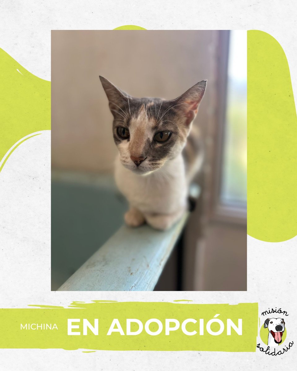 lagarzasosa_'s tweet image. Michina tiene 8 meses. Está castrada, vacunada y desparasitada. Entre juegos, ronroneos y muchas ganas de explorar, llega a tu hogar para adueñarse de tu corazón
Zonas CABA y GBA 
Queres adoparla? Escribime! 
missionsolidariatwitter@gmail.com 
Asunto: Michi Michina
