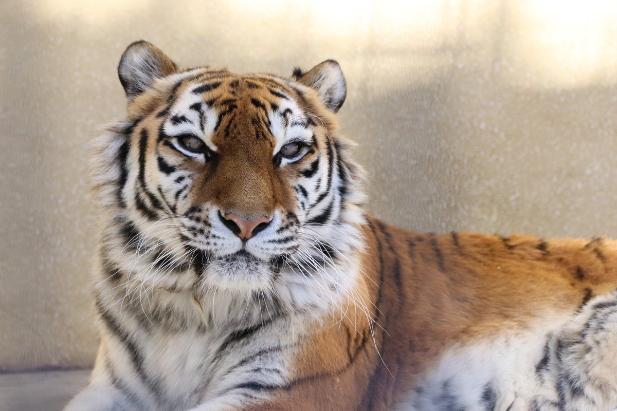 釧路動物園　アムールトラ　ココア　写真集 タイガとココア』が新版として刊行 ―本学獣医学類と釧路市動物園による