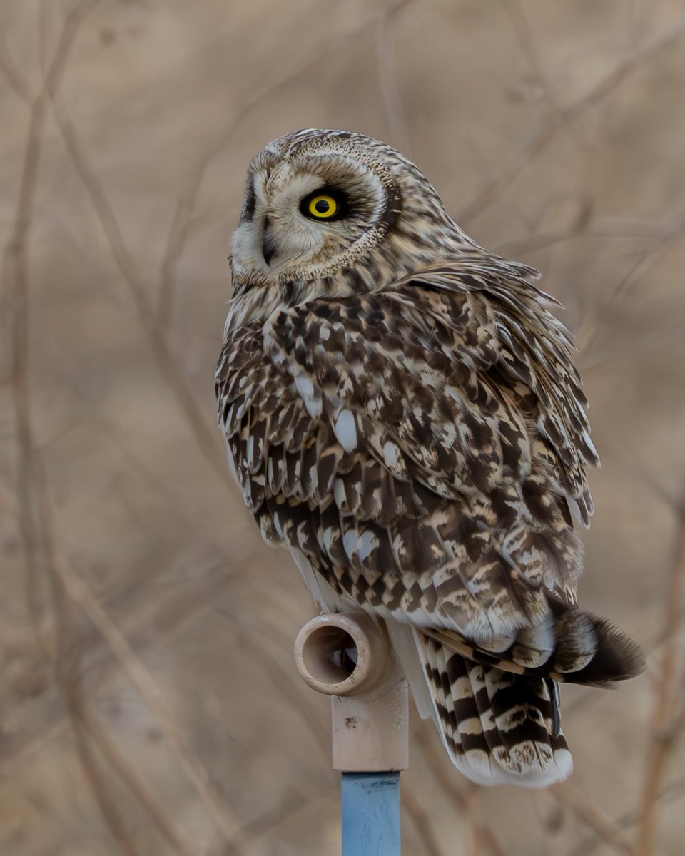 むぎ (@mugimugi_z) / Posts / X