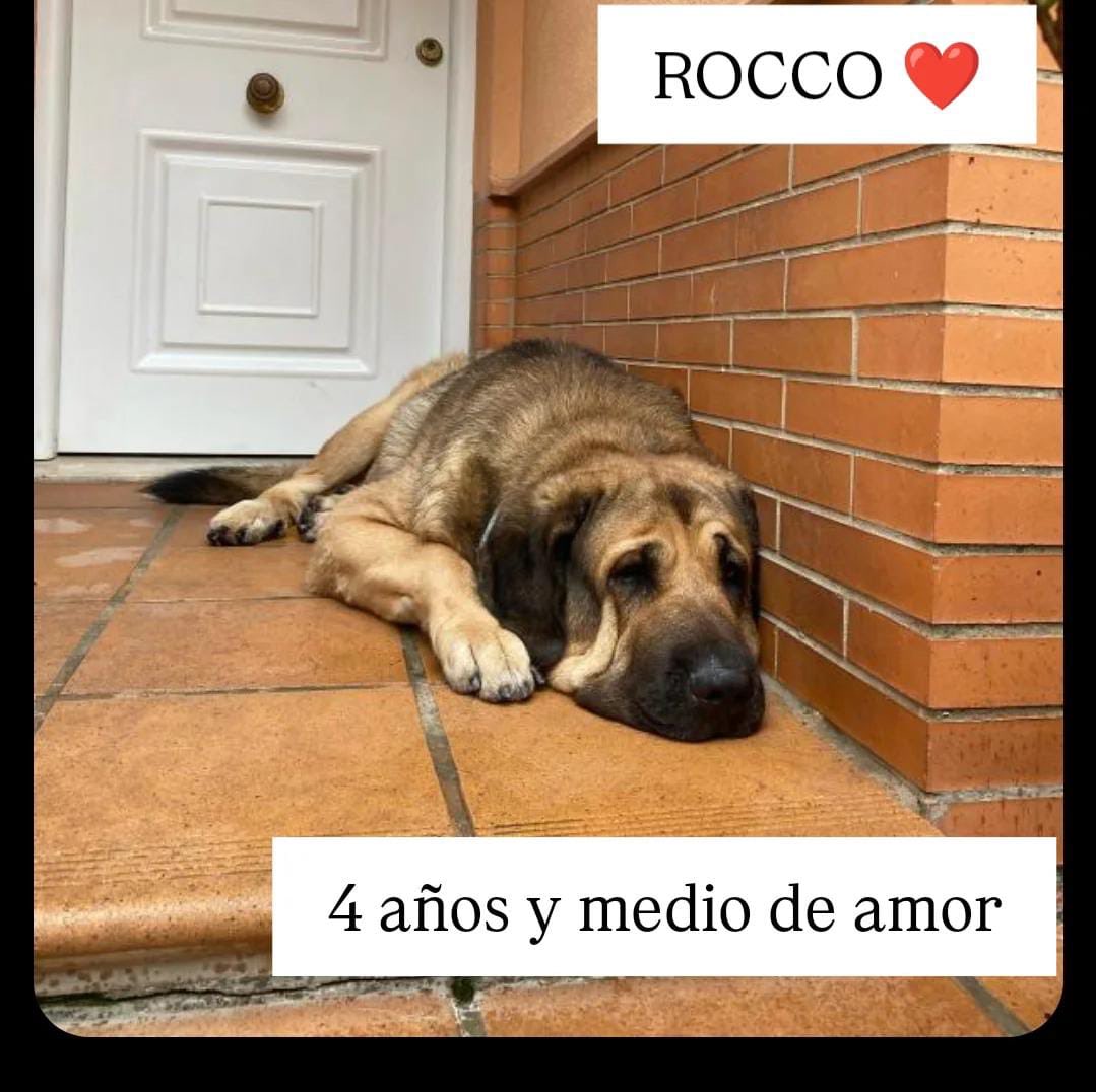 MASCOTOMARES tweet media