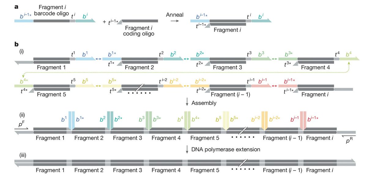 O_Borkowski's tweet image. Construction of complex and diverse DNA sequences using DNA three-way junctions
doi.org/10.1038/s41586…