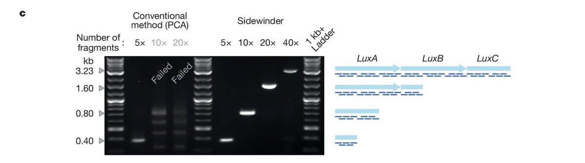 O_Borkowski's tweet image. Construction of complex and diverse DNA sequences using DNA three-way junctions
doi.org/10.1038/s41586…