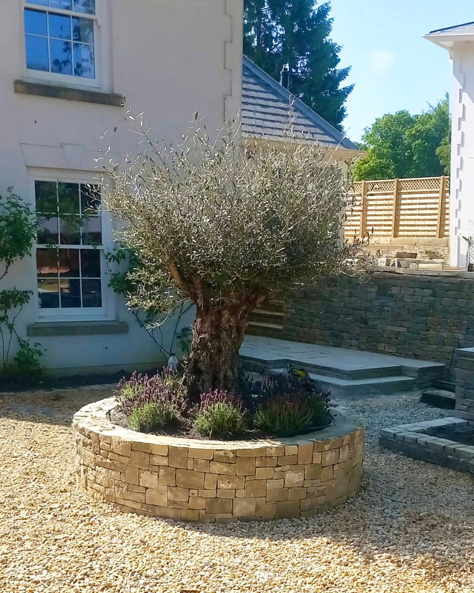ThePeterBelton's tweet image. We do planters. Big ones!

Our client wanted a bespoke circular stone planter and a new #olivetree to complete his Mediterranean garden design. Another great project, another happy customer:

bit.ly/49K3BLr

#biodiversity #sustainabledesign #sustainability #landscapinguk