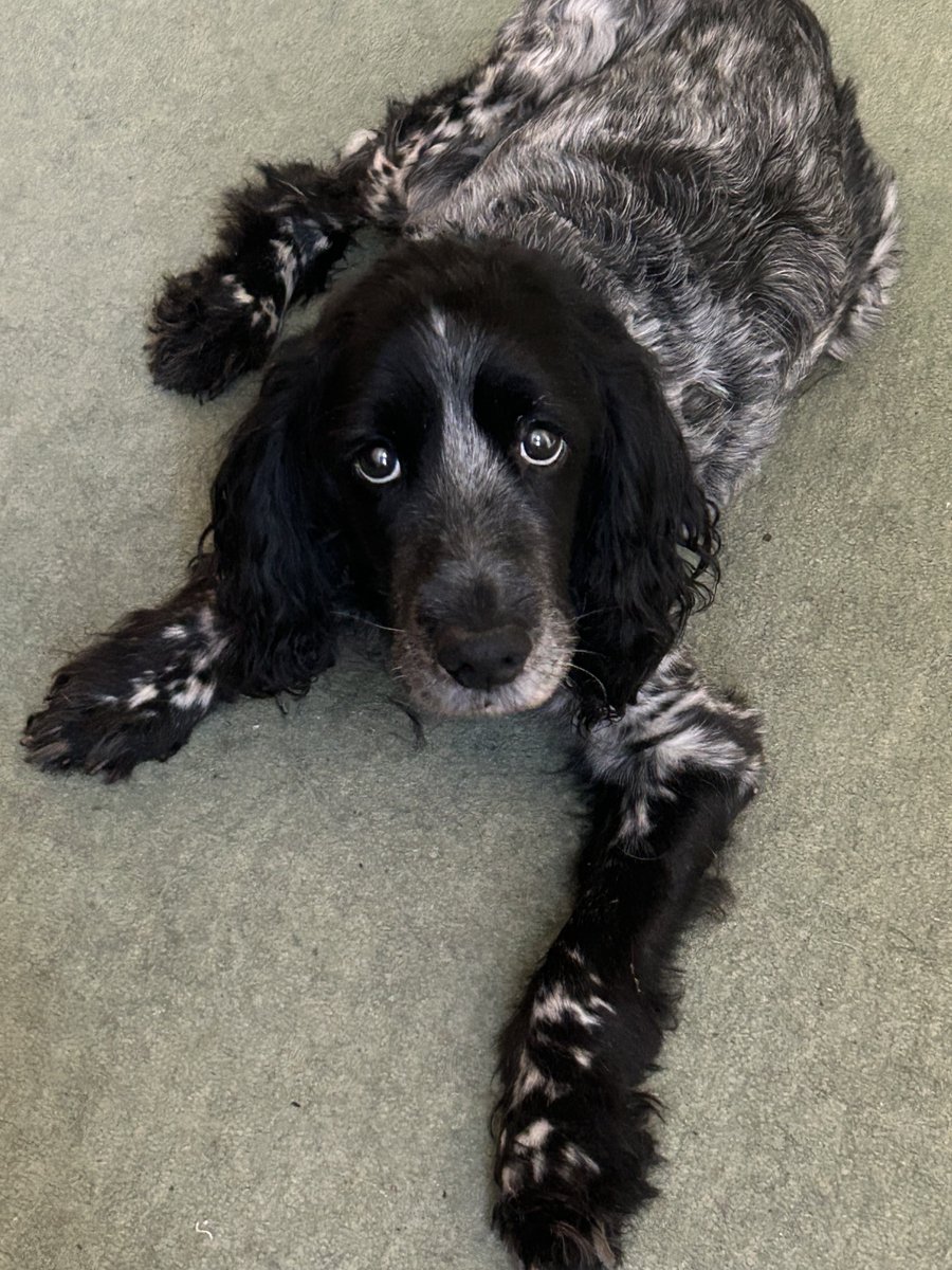 Stephen Pearce tweet media