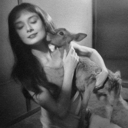 glirttery's tweet photo. audrey hepburn and her pet fawn pippin (1958) https://t.co/p2JCMaAeG9