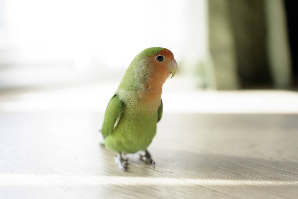 毎日寒いけど ピーちゃんは元気です🦜
#今日のピーちゃん #コザクラインコ