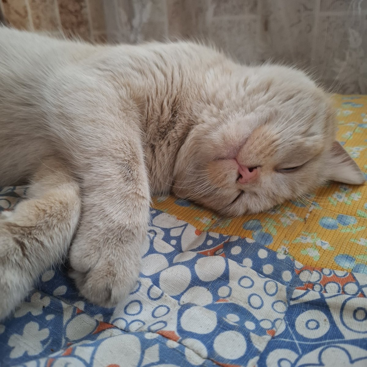 Знайомтесь, це мій ЗСУшний котик Рудий 🐈. І він спить так солодко, бо скинув трохи грошей на збір прекрасної Наталочки. Зробіть так само і буде у вас гарний сон.