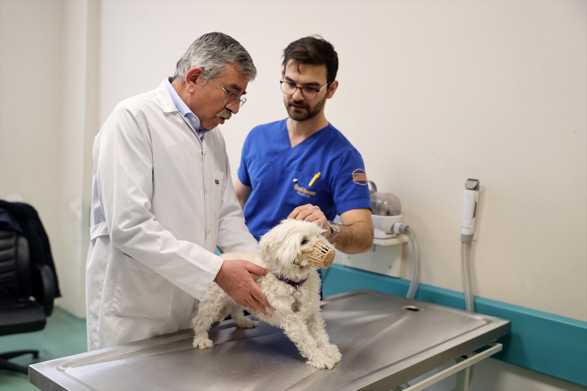 Üniversitemiz Veteriner Fakültesi Hayvan Hastanesi, deneyimli akademik kadrosu ve gelişmiş teknik altyapısıyla 2025 yılı boyunca Konya ve çevre illerden getirilen 21 bin hayvana veterinerlik hizmeti sundu. 7/24 hizmet veren ve 11 bin metrekarelik alanda faaliyet gösteren