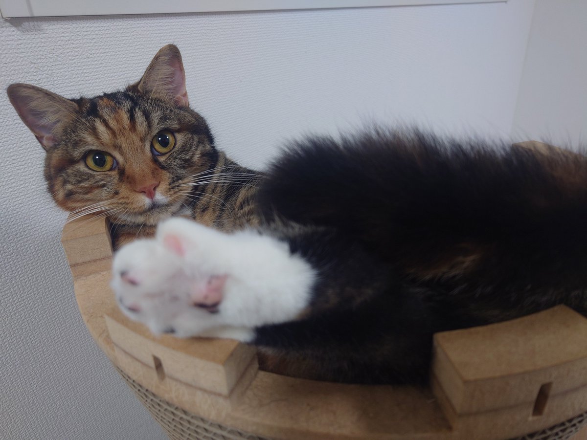 かわいい😺