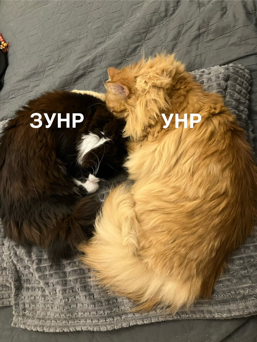 technomysh's tweet image. 