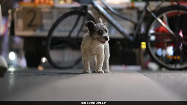 ndtv's tweet photo. 2-Month-Old Puppy Sexually Assaulted, Thrashed By Man In Mumbai: Police https://t.co/nm0jtdCae4 https://t.co/t6tuF711kO