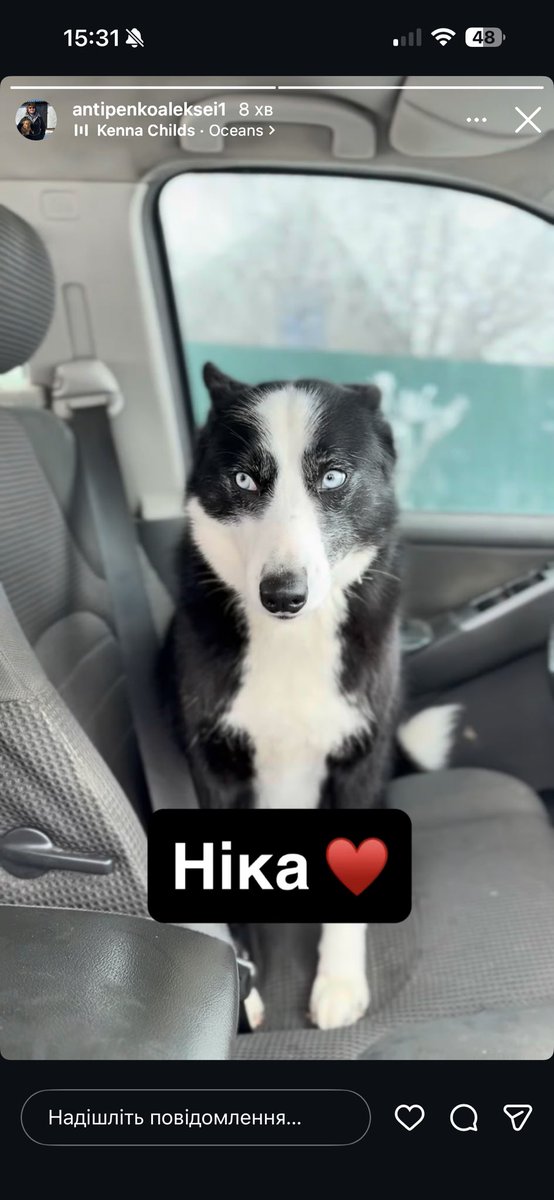 NikaMastierova's tweet image. ДОПИС ЯКИЙ ДУЖЕ ПОТРЕБУЄ ПОШИРЕННЯ!!! 

На фото ви бачите Ніку. Одну з багатьох собак над якою опікується один чоловік в броварському районі. Він годує безпритульних собак, оплачує їм платні пере писки, стерилізує в намагається прилаштувати (що дуже тяжко) 
І ось така красуня…