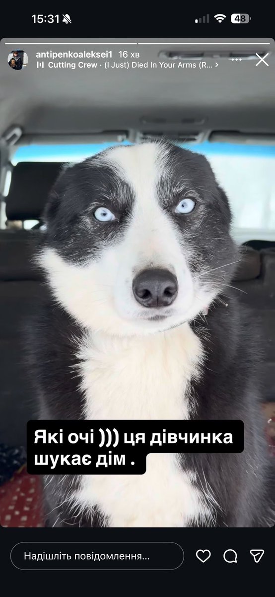 NikaMastierova's tweet image. ДОПИС ЯКИЙ ДУЖЕ ПОТРЕБУЄ ПОШИРЕННЯ!!! 

На фото ви бачите Ніку. Одну з багатьох собак над якою опікується один чоловік в броварському районі. Він годує безпритульних собак, оплачує їм платні пере писки, стерилізує в намагається прилаштувати (що дуже тяжко) 
І ось така красуня…