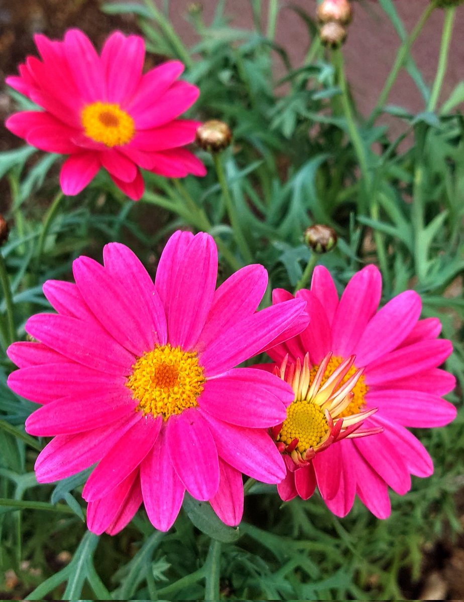 木曜日、お疲れ様でした🙇

寒い朝、通勤途中につい呟く「寒い、寒い」の言葉🥶
でも、可愛いお花を見つけた時、その言葉が「カワイイ」に変わりました☺️

明日も寒い1日となりそうですが、穏やかな1日となりますように😊

#寒い朝
#花
