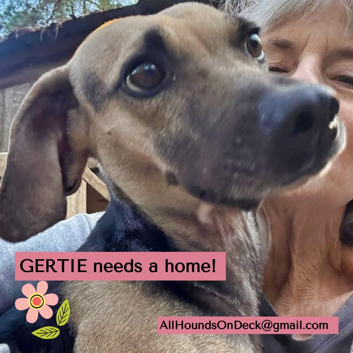 _AHOD_'s tweet image. Gertie is a tiny cheerleader with a BIG personality! 🐾 1½–2 yrs old, high 30 lbs, playful, cuddly &amp;amp; obsessed with her people. Famous for her happy dance! Thrives as an only dog or with larger playmates. Cat-curious, kid-friendly.
#AdoptGertie #AdoptDontShop #RescueDog #dogsofx