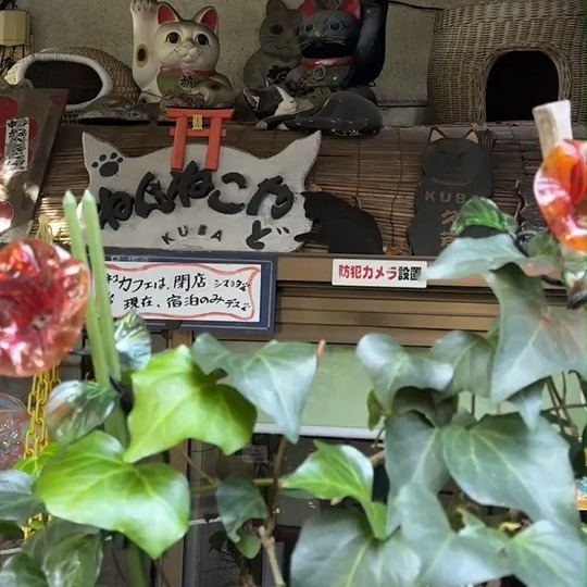 serli034's tweet photo. 谷中の、とっても普通の小さな路地にあるんですけど、猫ちゃんのためだけに作られた猫神社なんです🐱

#猫神社 🐱⛩#谷中 #猫好きな人と繋がりたい #癒しスポット #小さな路地 #ねこのいる暮らし #かわいい #お散歩スポット #猫のいる暮らし #猫巡り https://t.co/3k7aEbBimn