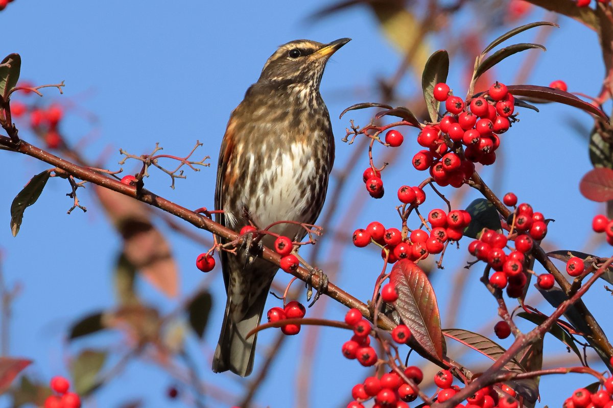 Della & Hayden Lack🦉🏴 🦔🦊🦋🦡 tweet media