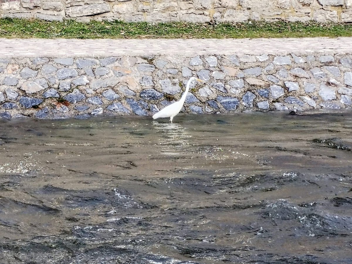 U reci Đetinji gde se ogledaju tvrđava na steni, mostovi, stara hidrocentrala, zgrade i brda sa svih strana, u toj slici urbanizma i istorije, u plićaku reke se može primetiti ... Pročitaj više vestizssmestaj.rs/videi-i-foto-b…