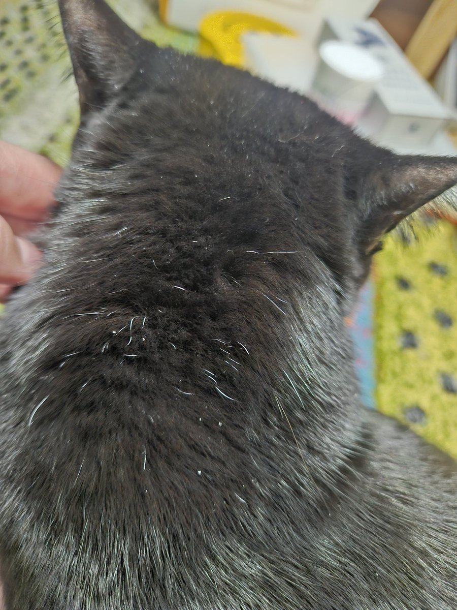 白髪
愛おしい
12歳のうなじ
(うなじで合ってるのか？)

 #きょうのミリさん
 #黒猫
 #保護猫