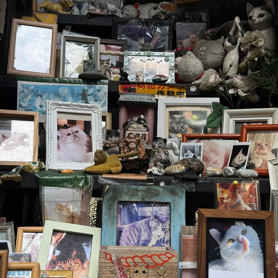serli034's tweet photo. 谷中の、とっても小さな路地にあるんですけど、周りの住民の方々が、亡くなった猫ちゃんのために特別に建てた神社なんです

#猫神社 #谷中 #猫好きな人と繋がりたい #癒しスポット #小さな路地 #ねこのいる暮らし #かわいい #お散歩スポット #猫のいる暮らし #猫巡り https://t.co/xipXHqCMUl