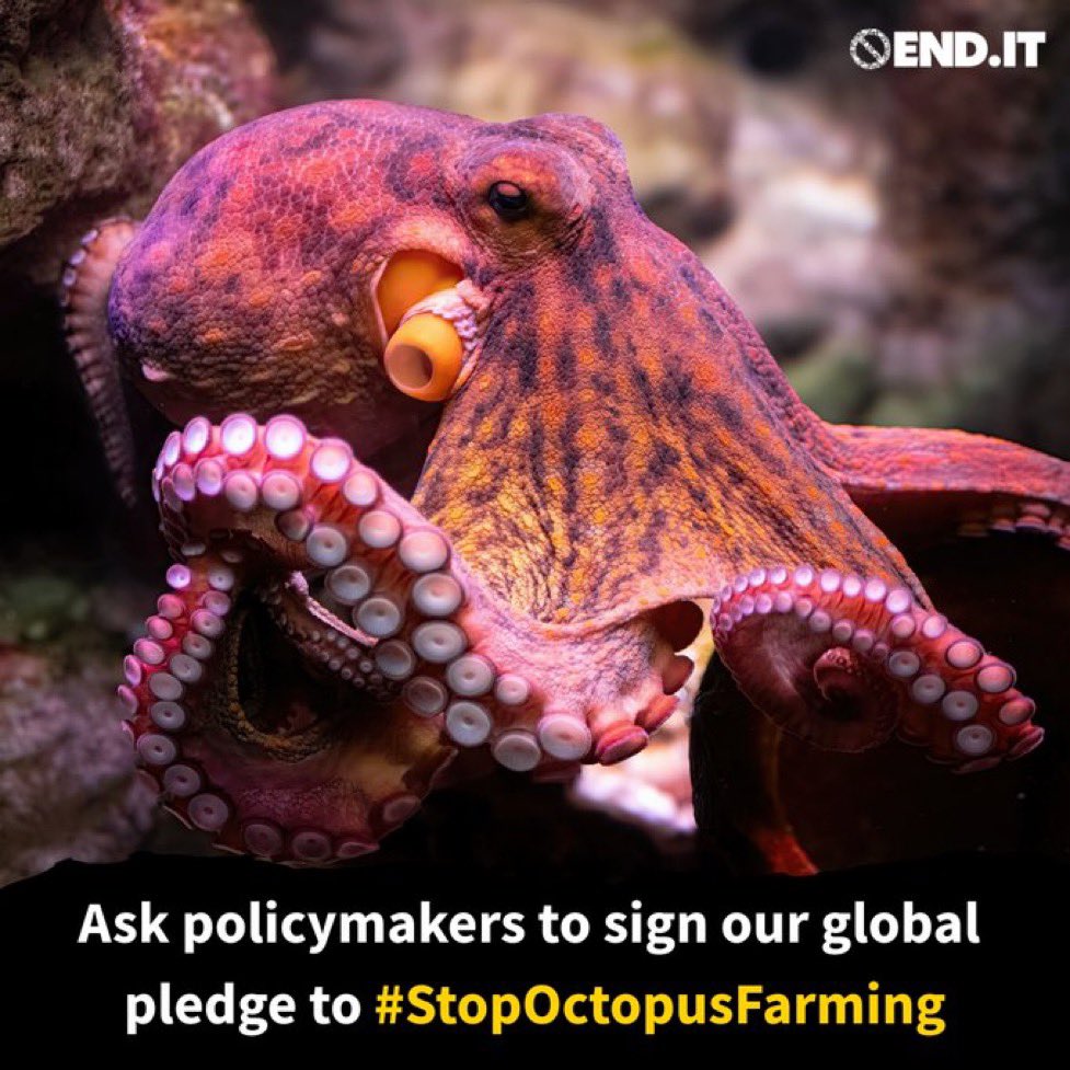 Octopuses are remarkable (8 legs, 3 hearts, blue-green blood &amp; much more) &amp; proposed farming of them <a href="/PescanovaCorp/">Nueva Pescanova</a> is completely at odds with everything we understand about the species &amp; what we know to be morally right
We must END.IT
Ask policymakers to sign