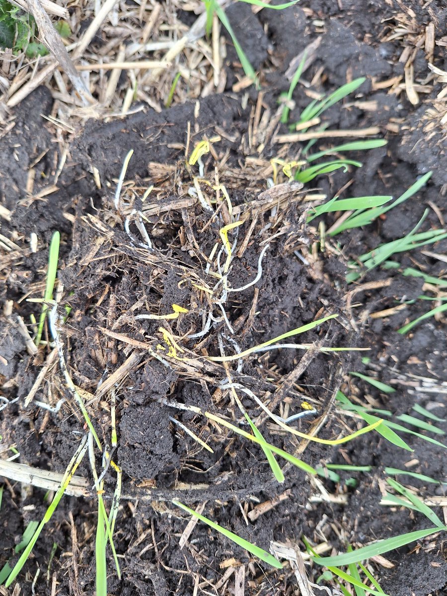 Robyn Gerrard tweet media