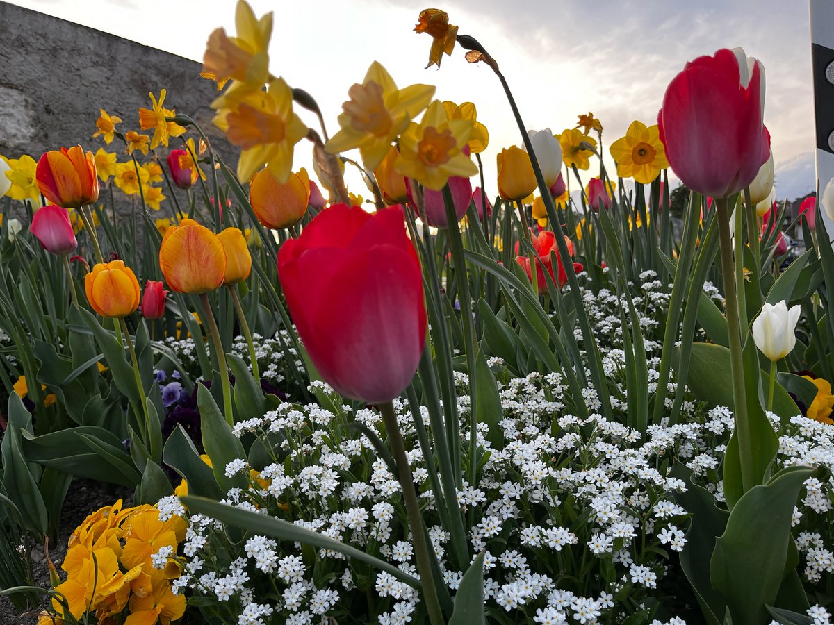 indian_pitta's tweet image. Share a picture of something red. 📸