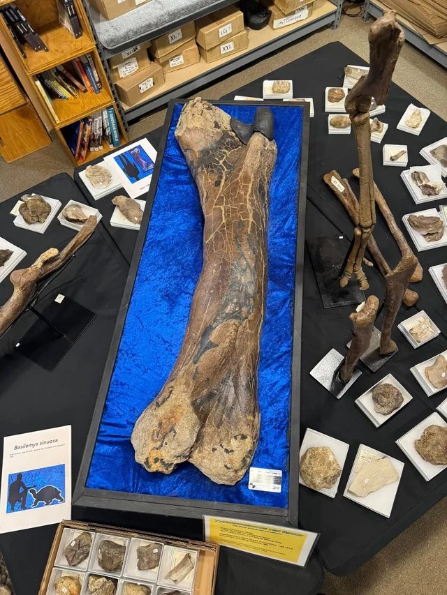 It’s common to see hints at giant T.rex specimens comparable to or larger than Sue/Scotty. Often they’re relatively fragmentary and/or still being restored. That’s not to say we can’t get decent estimates from them. Some of the remains include skull elements and/or femurs-