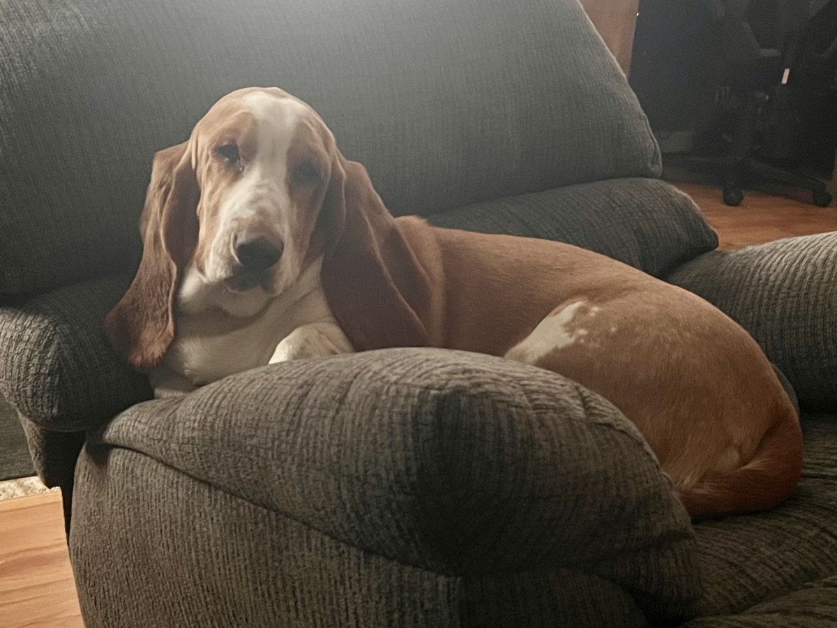 sixtaters's tweet photo. Scrappy and Luna settling down after running around out in the yard
#adoptdontshop #bassethound
#mixedbreeddog #supermutt https://t.co/eoGX6zHHvP