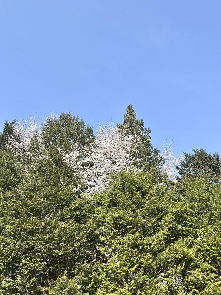 owo_8w8_ouo's tweet image. 봄 여름 가을 겨울을 사진 4개로 표현하자면 ?
여러분들의 사계절도 보여주세요 🫶🏻