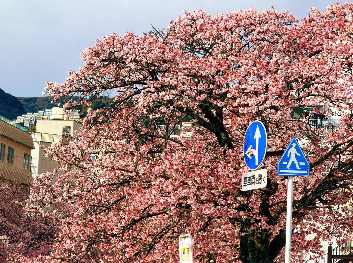 от середины января ожидаешь снега и ветра, но вот вам улицы, утопающие в нежно-розовой сакуре в полном цвету —  прекрасный январский день.