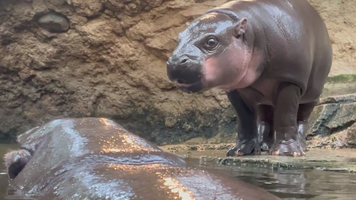 d6QEn02NunQbmNd's tweet image. ウタちゃん。