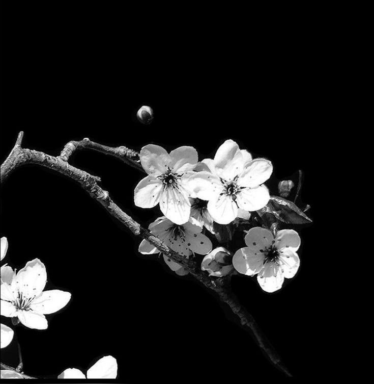 muffinsweetest's tweet image. My crush is so cute I really wanna try to make a conversation with him one dayyyyy ˶ˊᜊˋ˶ maybe the time will come where a conversation opportunity comes I hope ꃋᴖꃋ #digitaldiary #fyp