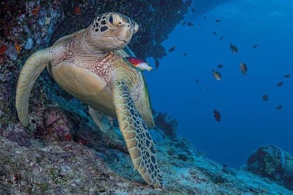 OceanSave_2025's tweet photo. Ocean cleanup initiatives show that ecosystems can recover when pollution is reduced.
Source: https://t.co/Y9WRN71YYU
#OceanRecovery #CleanerOceans #BeatPlasticPollution #ProtectMarineLife #BluePlanet #SustainableSeas #NatureRestoration #MarineConservation #HealthyOceans #ClimateAction #UNEPInsights